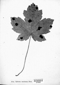 Rhytisma acerinum image